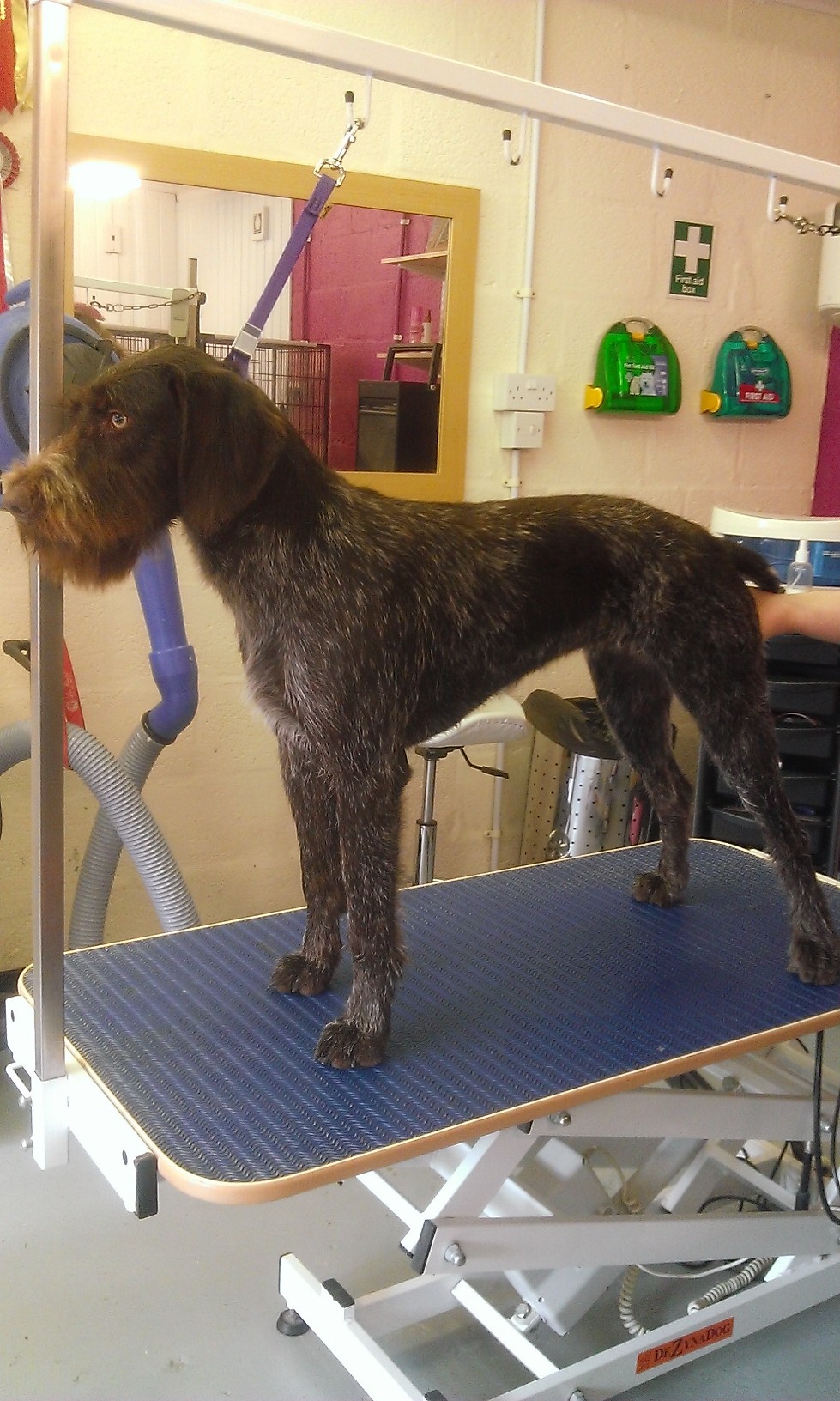 Wire haired pointer after